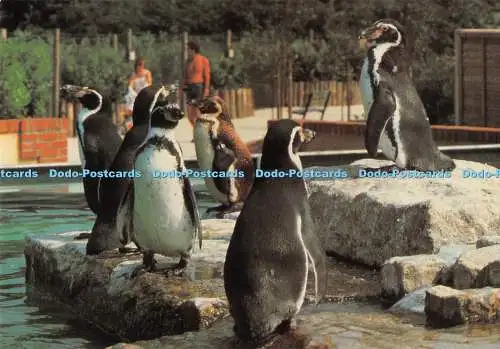 D032229 Surrey. Holt Pound. Nr. Farnham. Vogelwelt. Pinguine. Beric Tempest