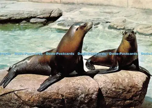 D036362 Zoologischer Garten Basel. Seelowen. Verlag Zoologischer Garten Basel. N