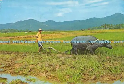 D036523 Pflügen eines Padi Field Penang. P.M.S. Mohamed Noordin