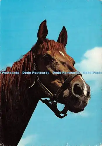 D039167 Pferd. Krüger. Postkarte