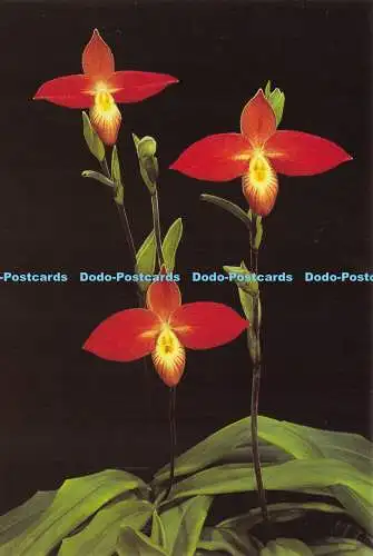 Trikot D037842. Eric Young Orchid Foundation. Trinity. Phragmipedium Besseae. A