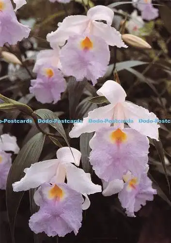 Trikot D037843. Eric Young Orchid Foundation. Trinity. Sobralia Macrantha. Growi