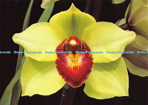 Trikot D037849. Eric Young Orchid Foundation. Trinity. Cymbidium Vicard Point. C