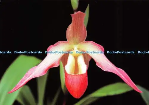Trikot D037850. Eric Young Orchid Foundation. Trinity. Phragmipedium Eric Young.