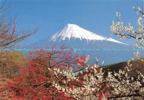 D040304 Mt. Fuji- und Pflaumenblüten. NBC Inc. Japan. 2006