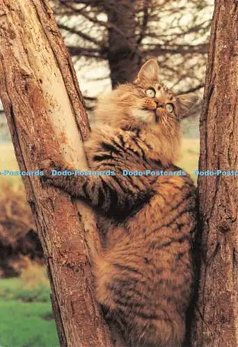 D043754 Rocky. P.H. Themen. Nr. 109. Elizabeth Titcomb