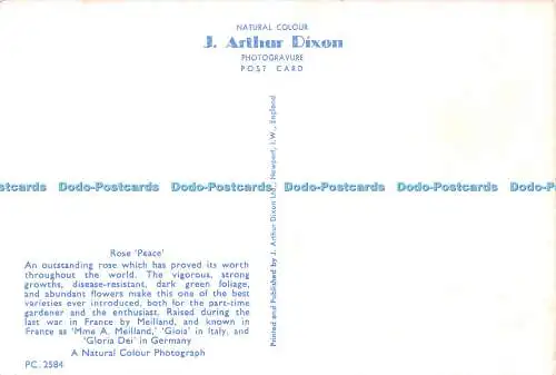 D042290 Rose Peace. J. Arthur Dixon. Postkarte