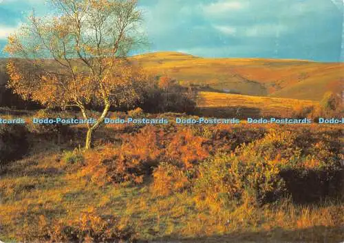 D045428 Herbst auf Trendlebere Down. Die heimische Birke war einer der ersten Bäume t