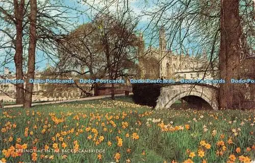 D044715 Cambridge. Frühling im Rücken. J. Lachs