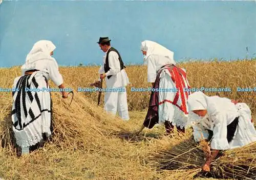 D044946 Hrvatska. Weizenernte in Slawonien. Z. Ljevakovic