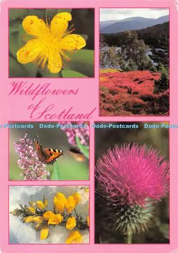 D046801 Wildflowers of Scotland. Innes und Cromb