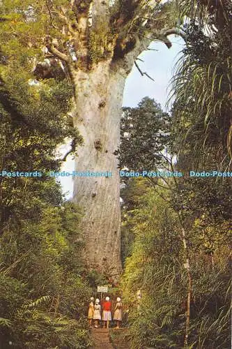 D050135 Northland. N. Z. Tane Mahuta. Waipoua Forest. Benannt nach Tane Mahuta Go