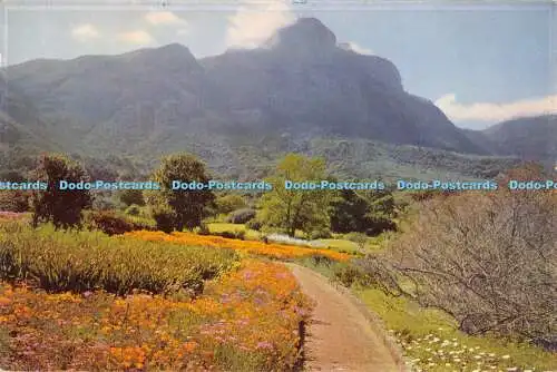 D048905 Gartenszene Kirstenbosch. Kap A. Tausend Hektar Garten auf dem Berg