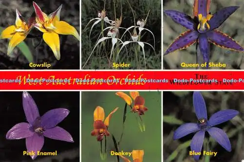 D050751 The Wildflowers State. Westaustralische Orchideen. Spider. Esel. Pink Ena