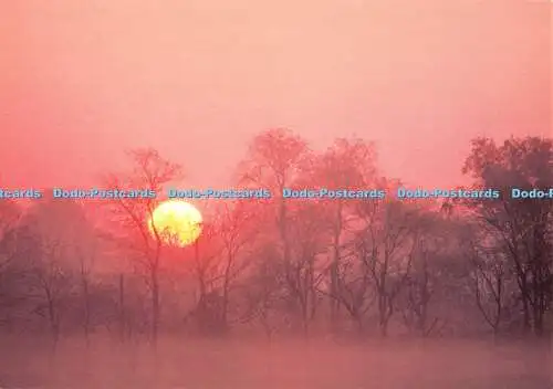 D052691 Sonnenuntergang. Wiese. Wald. Postkartenonline