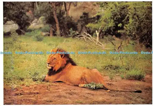 D052737 Der Löwe. Der König der Bestien. Südafrika. Arthur English Colour Pr