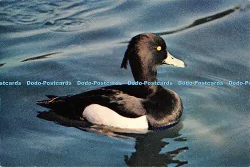 D055175 getuftete Ente. Wildfowl Trust Slimbridge. W. W. Roberts B. A.F.Z.S.WL