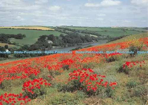 D059522 Mohnblumen. Bowcombe. Nr. Kingsbridge. Devon. Küstenkarten. Penwell. Clare P
