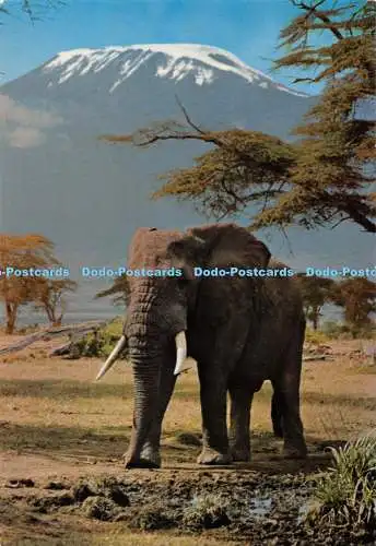 D062345 Afrikanische Wildtiere. Elefant. Mit Mt. Kilimandscharo im Hintergrund. Safra S