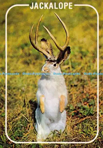 D062650 Jackalope. Die Westernschakalope. Mountain West Prints. Plastichrom. Gr