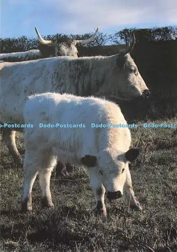 D063015 gefärbt. Llandeilo. Trapp. Carreg Cennen Farm Park. Wild White Cattle. Rog