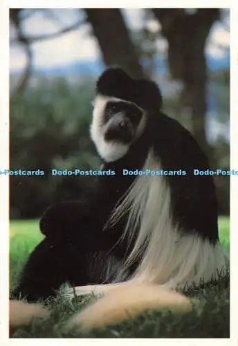 D063024 Schwarz-weißer Colobus-Affe. The East African Wild Life Society. Cour