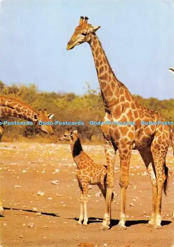 D061085 Giraffe. Etosha Pfanne. Chudob. Neu eingetroffen. Foto Munkelt. Aqfacolor