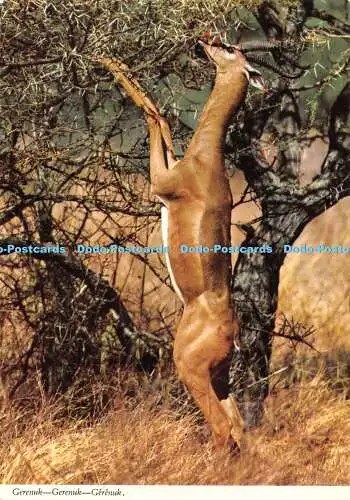 D061161 Gerenuk. 2AF162. Hinde. Afrika