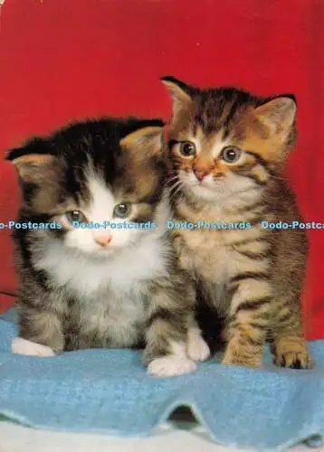 D061172 Kätzchen. Hauskätzchen. 1974. Postkarte. Schuster