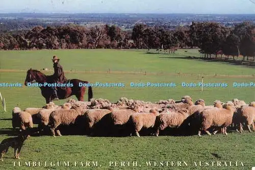 D064515 Tumbulgum Farm. Perth. Western Australia. Pferd. Schaf mustert. Also