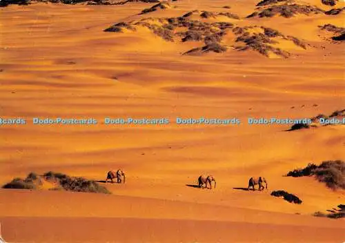 D063353 Namib Elefanten. H. W. Theiss. Gavin C. Thompson