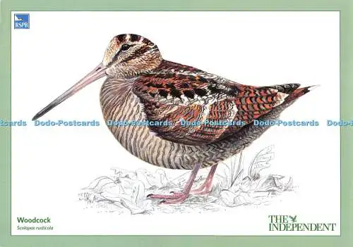 D064672 Woodcock. The Independent. Vogel. Nr. 207076. RSPB. Collectors Edition 13