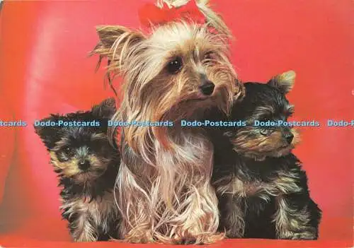 D068235 Hunde. Yorkshire Terrier. Vita Nova. Holland