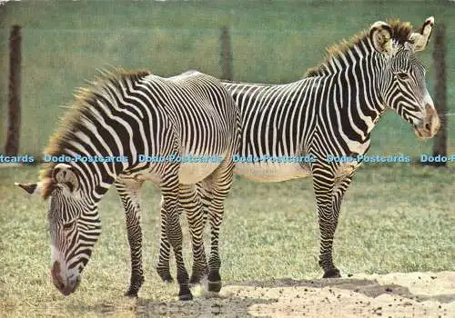 D068243 Grevys Zebra. Marwell Zoological Park. Winchester. Hampshire. Garrod Sta