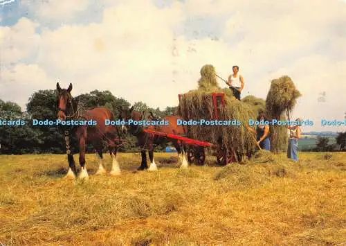 D064918 10. Auenland Pferde ernten Heu. Acton Scott. Working Farm Museum. Nr. C