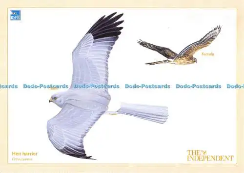 D064974 Hen harrier. The Independent. Vögel. Nr. 207076. Mike Langman. Sammler