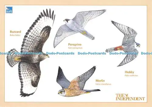 D064981 Bussard. Wanderer. Hobby. Merlin. Vögel. The Independent. Nr. 207076. M