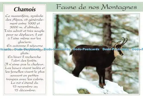 D067056 Chamois. Faune de Nos Montagnes. Seca. Pictor International