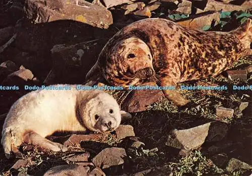 D068614 Cornish Seal Sanctuary. Kegelrobben. Lachs