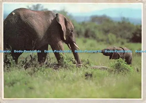 D067207 Afrikanischer Elefant. Tierwelt Afrikas. Anup und Manoj Shan. Panthra