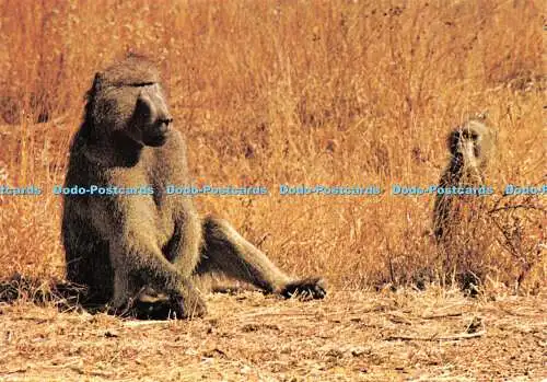 D067325 Südwestafrika. Chacma Pavian. Region Ovamboland. E. T. W. Dennis. Wi