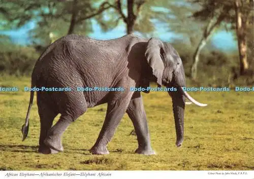 D067326 Afrikanischer Elefant. John Hinde. Postkarte