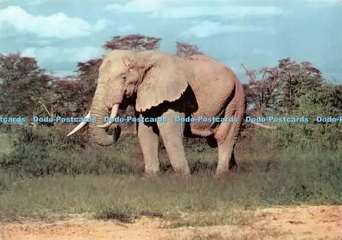 D067327 Elefant. J. Arthur Dixon. African Wild Life Serie