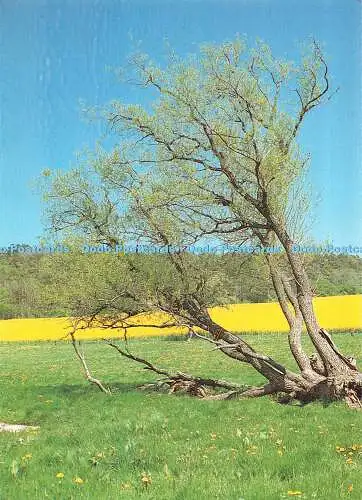 D086731 In der Eifel. Werner Otto. Deutsches Jugendherbergswerk. Kalender Wander