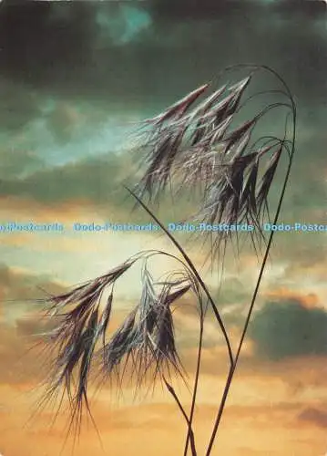 D086764 Gewitterstimmung. Willi Rauch. Deutsches Jugendherbergswerk. Kalender Wa