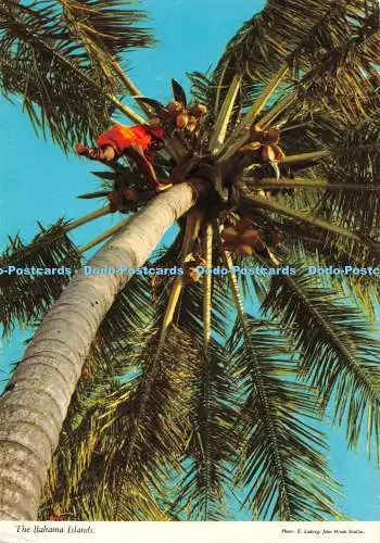 D085134 Die Bahama-Inseln. John Hinde. Inselhändler. E. Ludwig. 1978