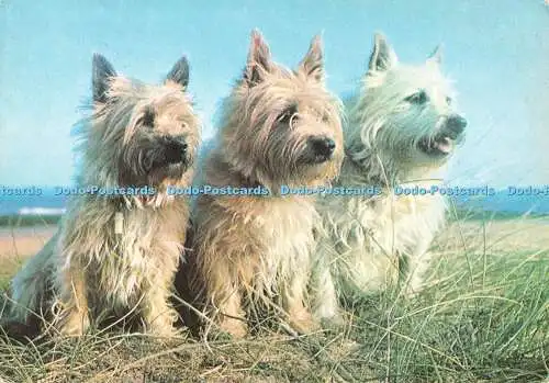 D088999 Cairn Terrier. J. Salmon. Kamerafarbe