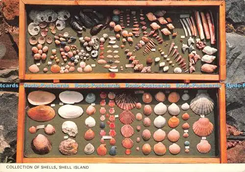 D087216 Shell Island. Sammlung von Muscheln. Photo Precision Limited