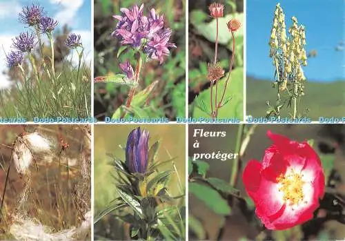 D087242 Fleurs ein Proteger. Rosier des Alpes. Waldhöhe. entsaften. Debai