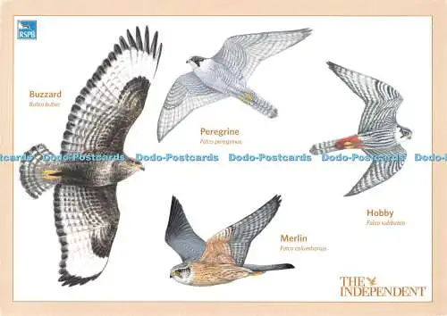 D087270 The Independent. Bussard. Wanderer. Hobby. Collectors Edit 08. Nr. 2070